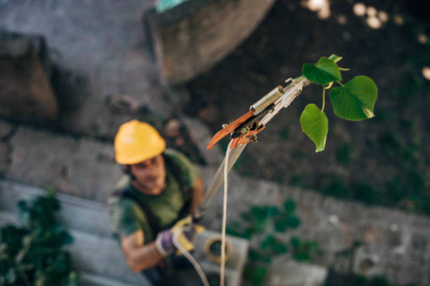 The Steps Involved in Our Tree Care Process in North Druid Hills, GA